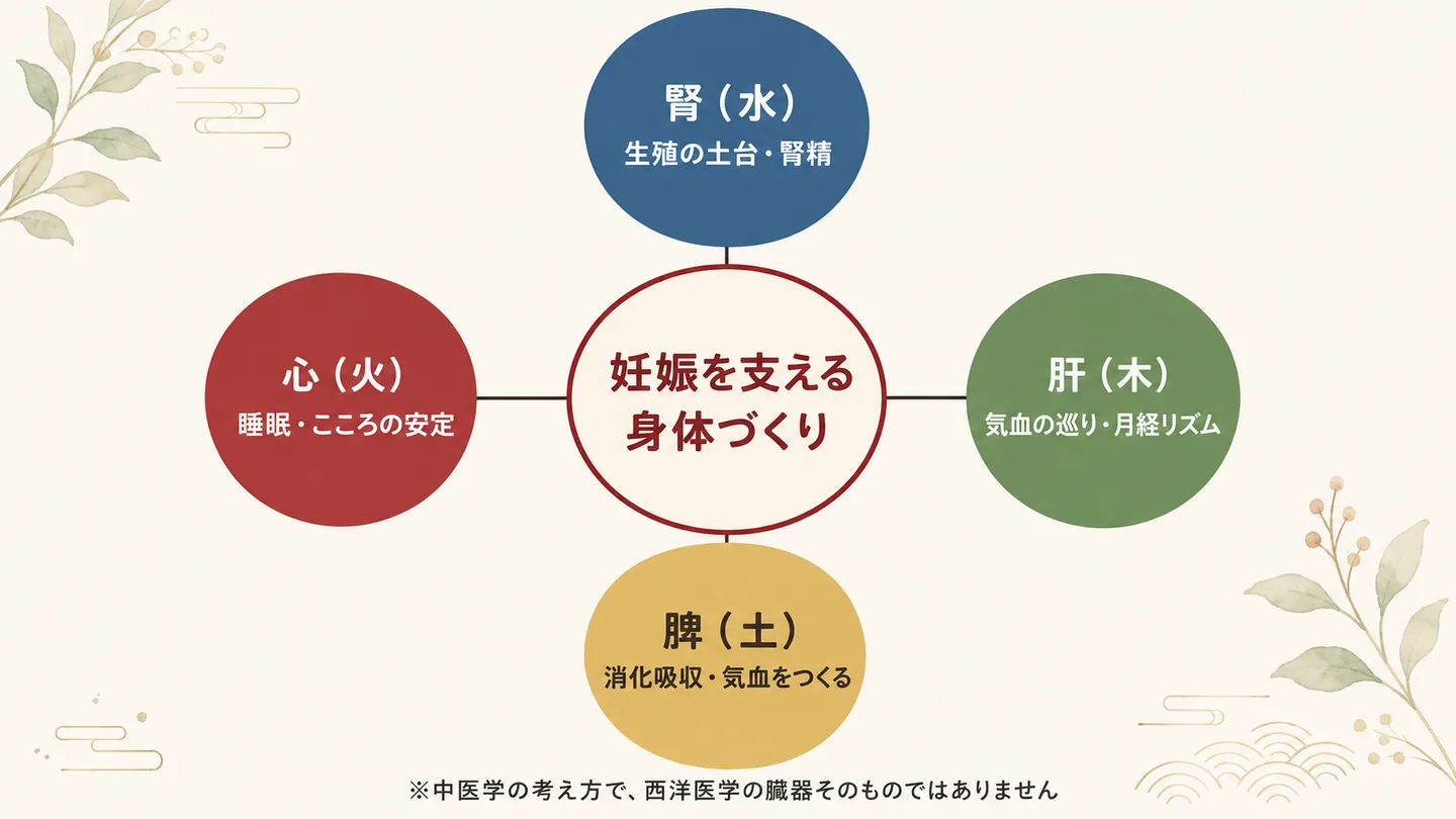 高FSHの妊活を中医学の腎・肝・脾・心から考える関係図
