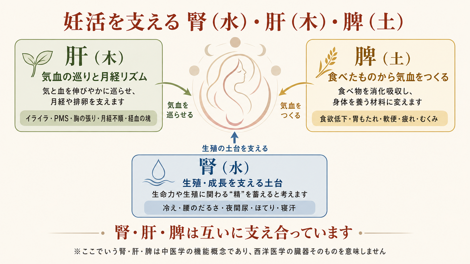 低AMHの妊活を中医学の腎肝脾から考える図