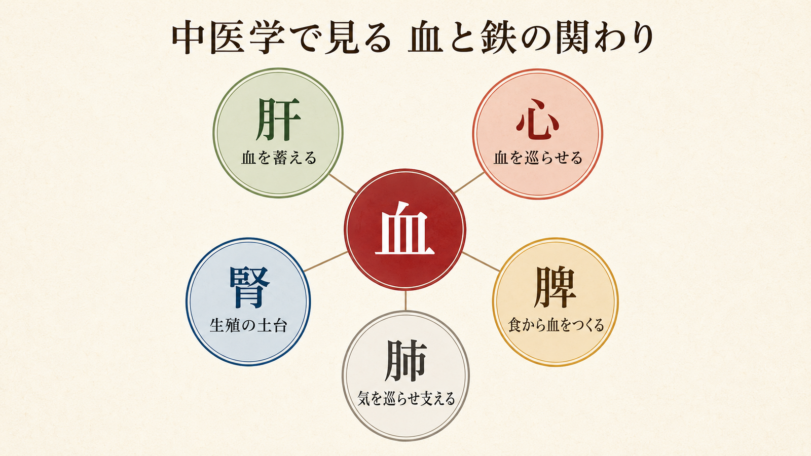 中医学で見る血と鉄の関わり（肝・心・脾・肺・腎の働き）
